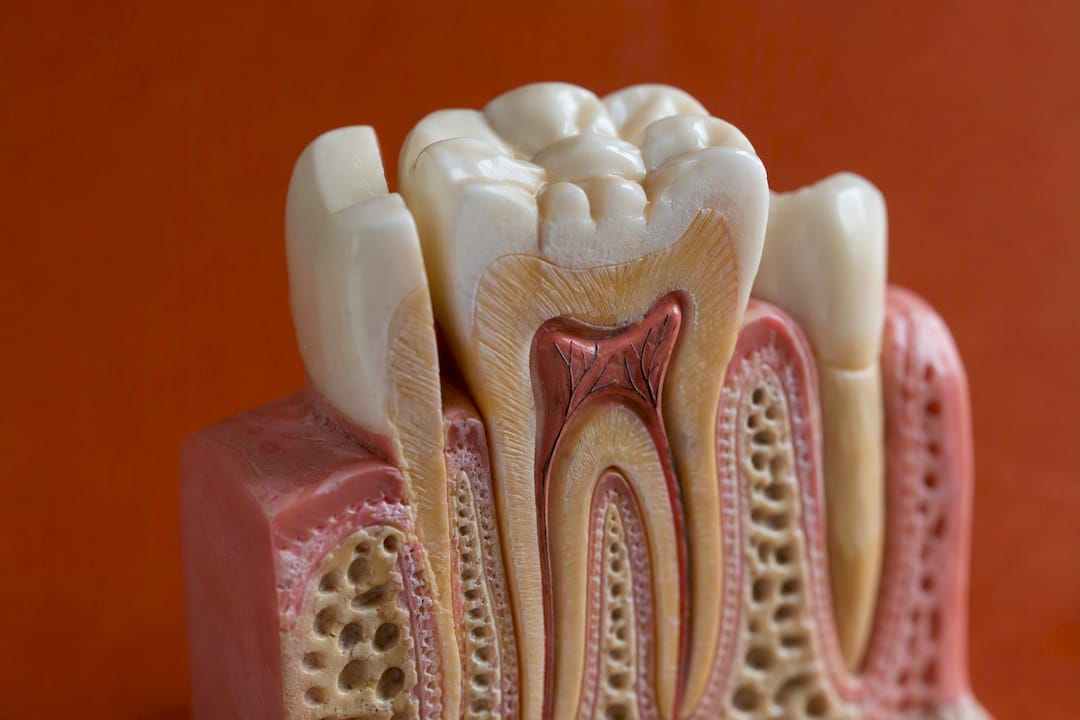 Modelo de anatomía dental de cerca con muela y raíz